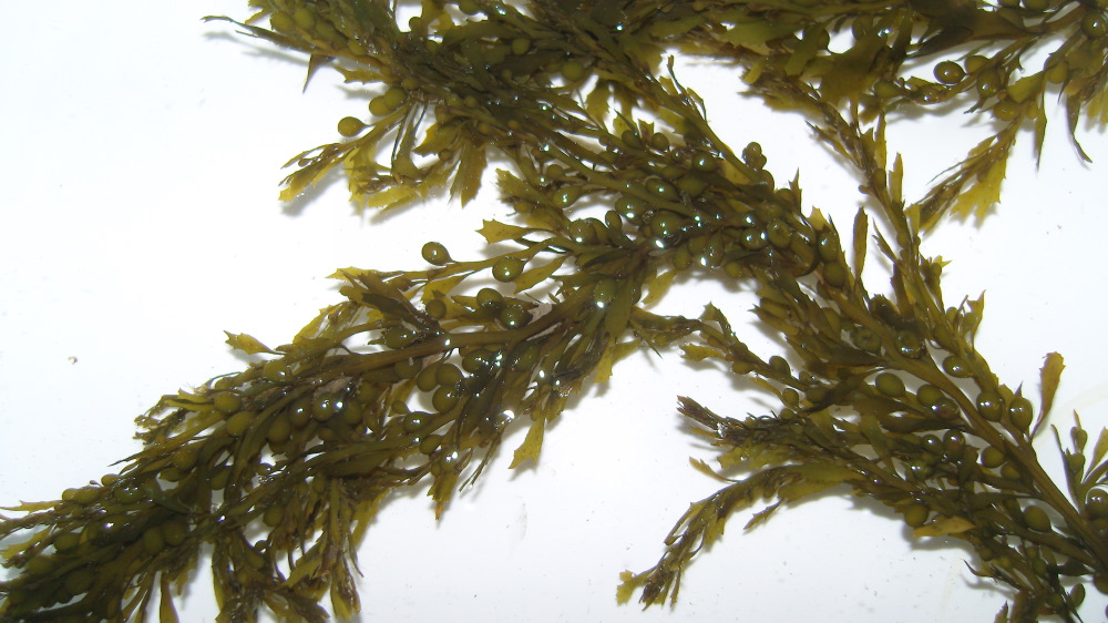 The chemical defences of the invasive alga Sargassum muticum (Yendo) Fensholt correlate to mesoherbivore diversity, but not to time-since-invasion