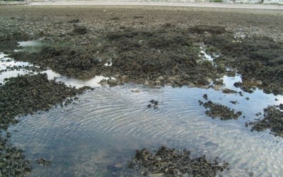 Identifying knowledge gaps hampering application of intertidal habitats in coastal protection