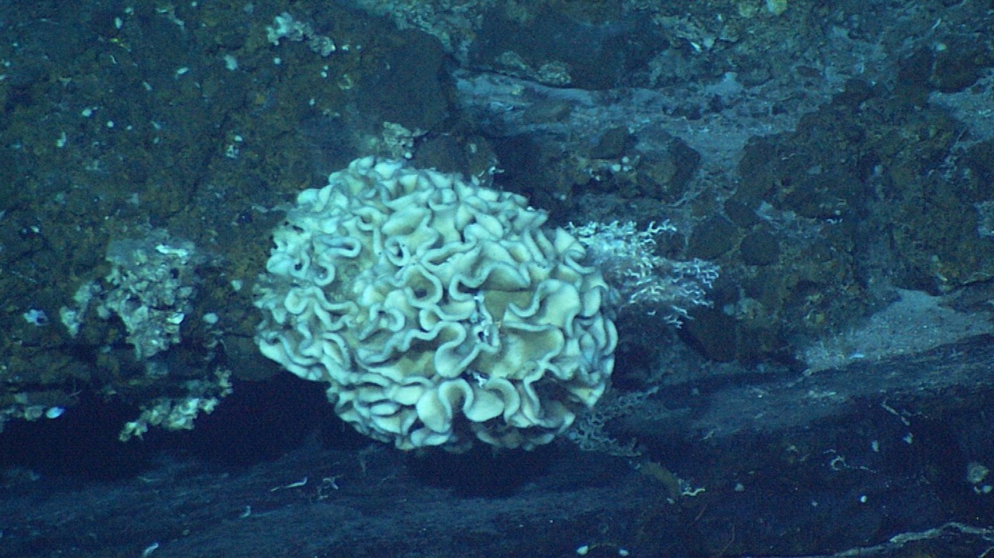 IFE, URI-IAO, UW, Lost City Science Party; NOAA/OAR/OER; The Lost City 2005 Expedition. Obtained from Wikicommons