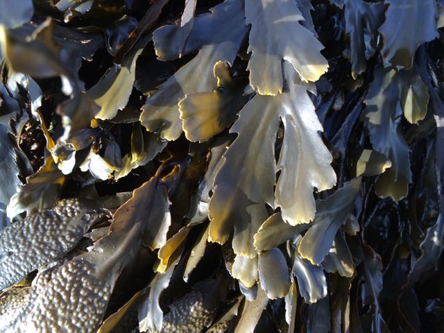 Large brown seaweeds of the British Isles: Evidence of changes in abundance over four decades