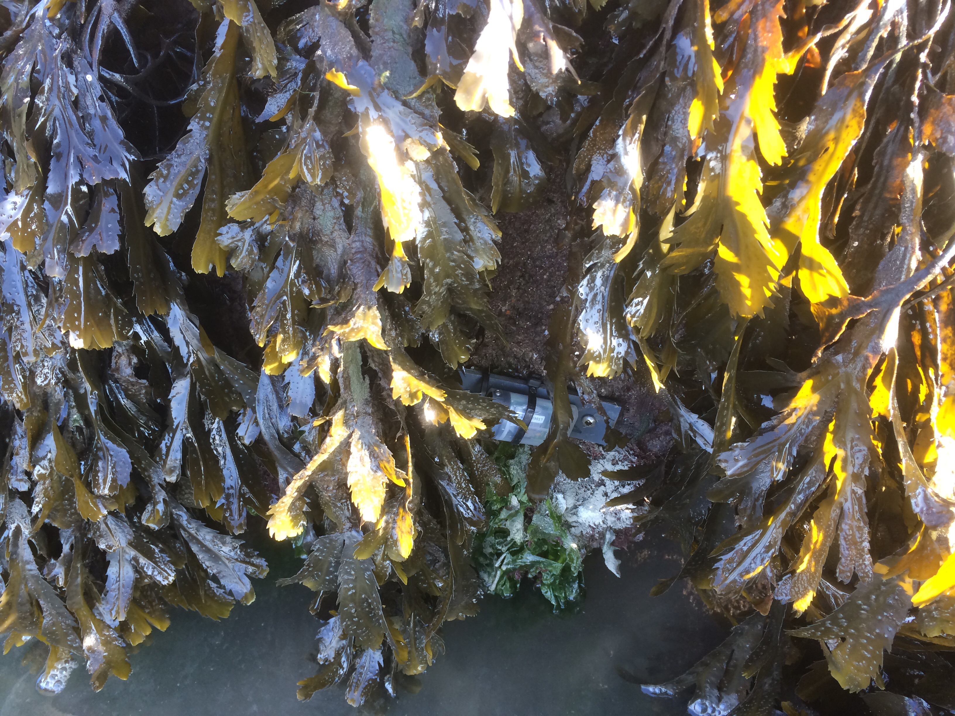 European seaweeds under pressure