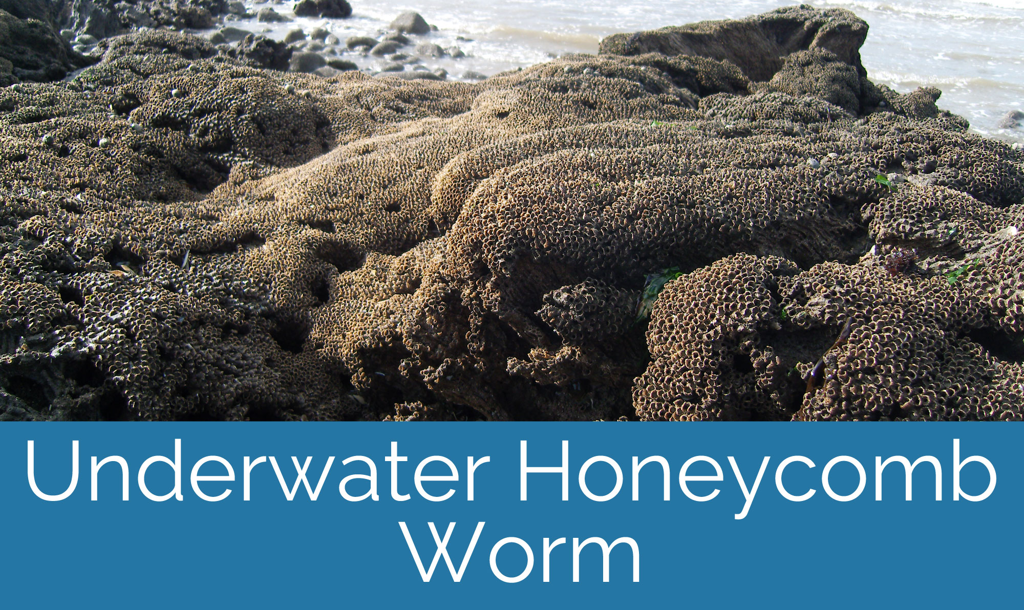 What happens when Sabellaria is underwater?