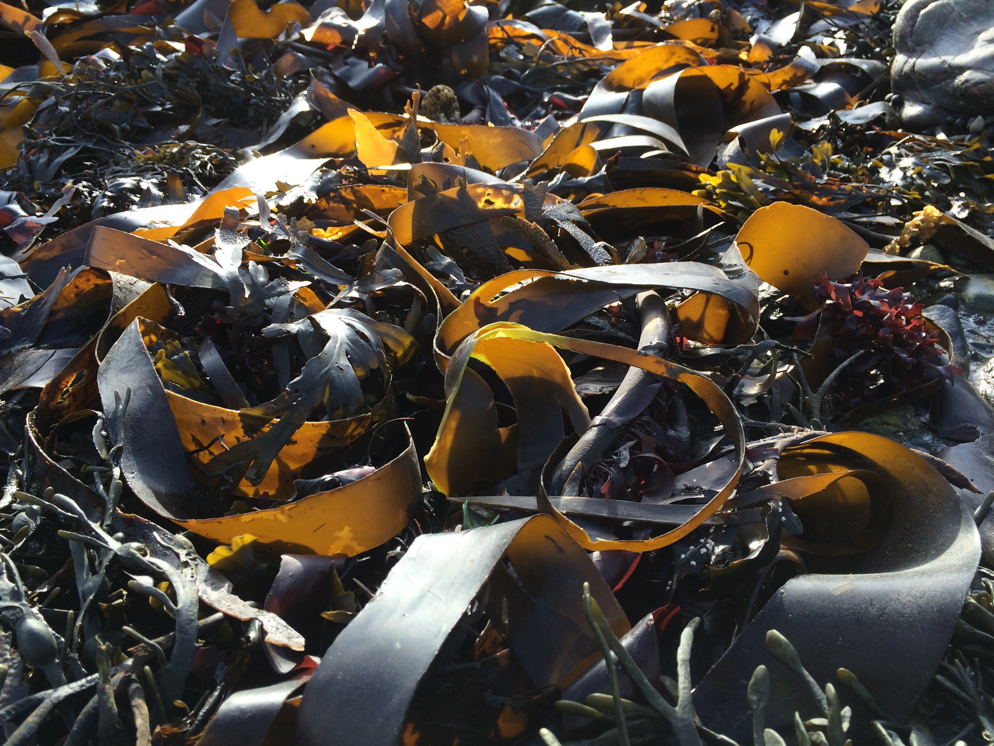 Tidal modulation of seabed light and its implications for benthic algae