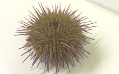 European Sea Urchin Somatic and Gonadal Responses to Differing Stocking Densities and Seawater Flow Rates: A Case Study for Experimental Design Considerations