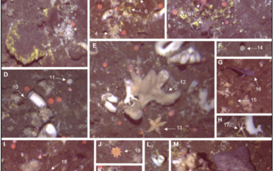 Spatial patterns of arctic sponge ground fauna and demersal fish are detectable in autonomous underwater vehicle (AUV) imagery