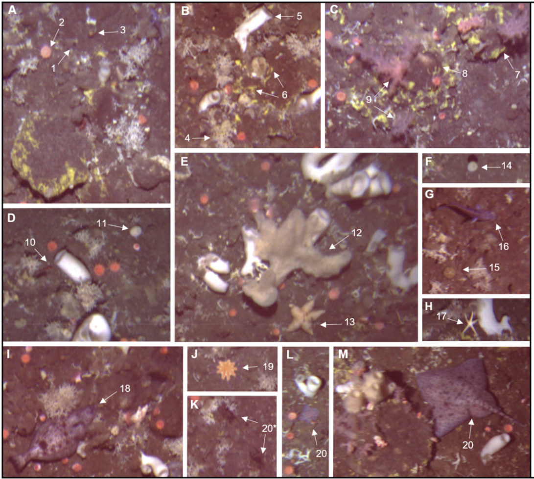 Spatial patterns of arctic sponge ground fauna and demersal fish are detectable in autonomous underwater vehicle (AUV) imagery