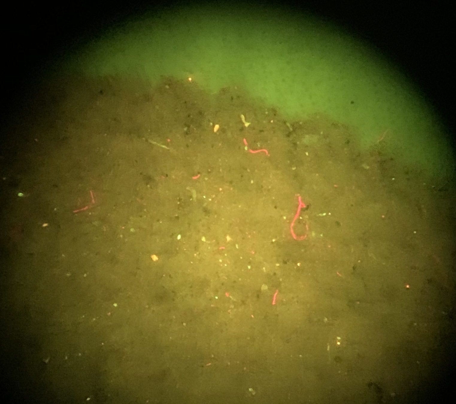 SURF Student (UG Summer) – Microplastics