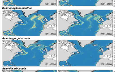 Climate‐induced changes in the suitable habitat of cold‐water corals and commercially important deep‐sea fishes in the North Atlantic