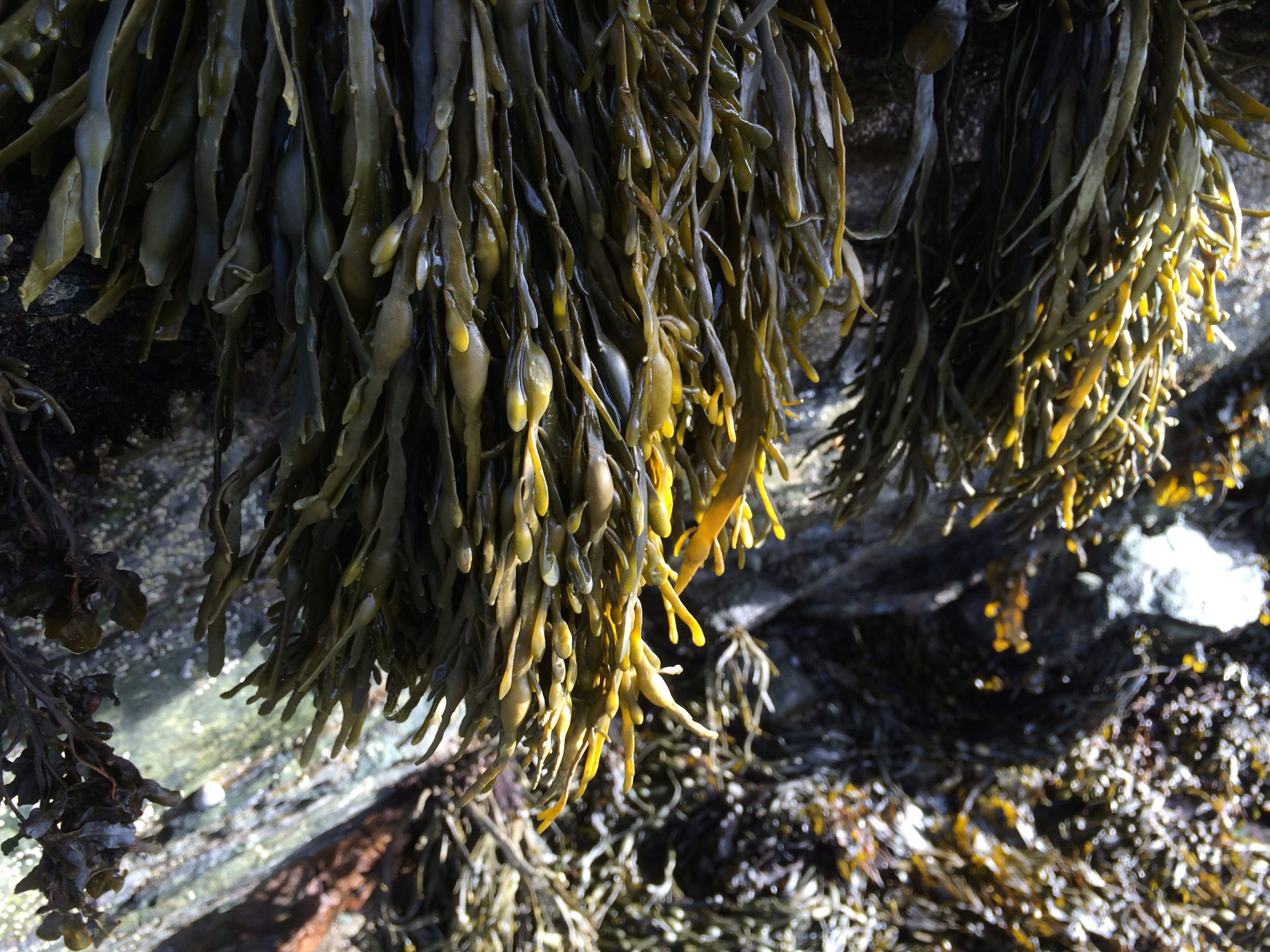 Habitat modification by Ascophyllum canopy negatively impacts macrofaunal communities on soft-sediment shores