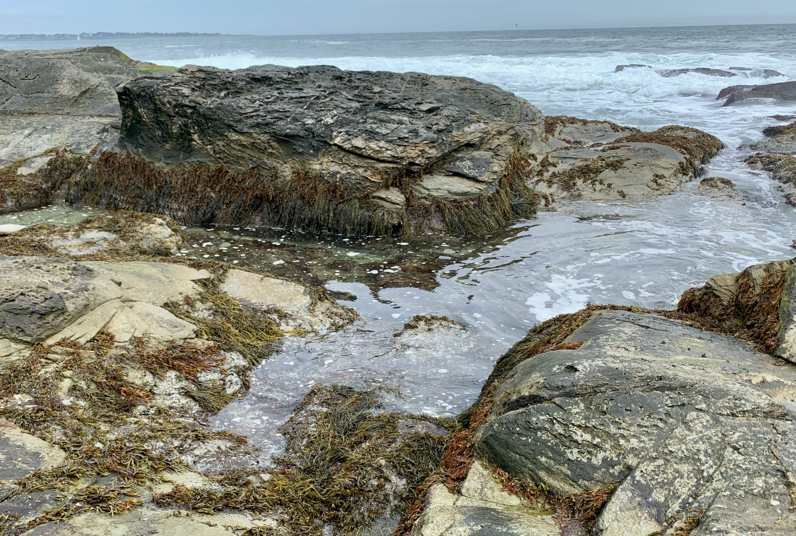 Drivers of sex-specific trade-offs in the macroalga Ascophyllum nodosum