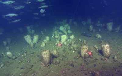 Climate change winner in the deep sea? Predicting the impacts of climate change on the distribution of the glass sponge Vazella pourtalesii