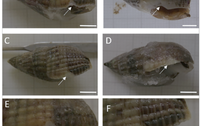 Sub-lethal predatory shell damage does not affect physiology under high CO2 in the intertidal gastropod Tritia reticulata