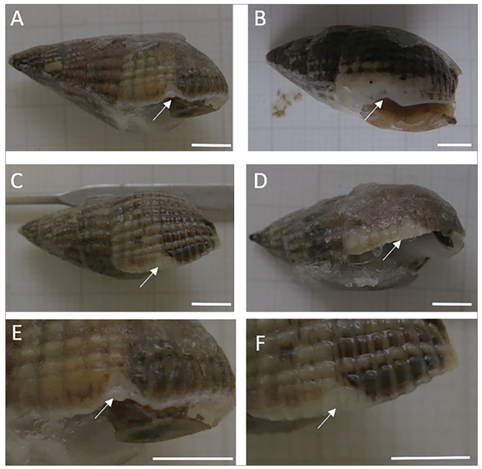 Sub-lethal predatory shell damage does not affect physiology under high ...