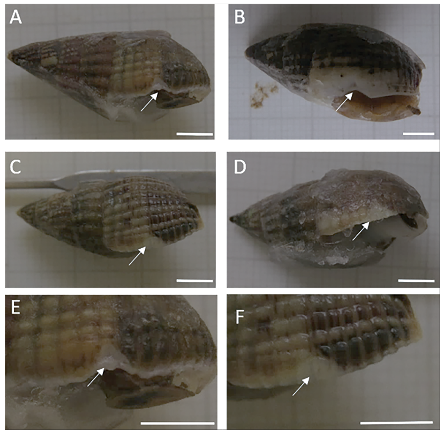 Sub-lethal predatory shell damage does not affect physiology under high CO2 in the intertidal gastropod Tritia reticulata