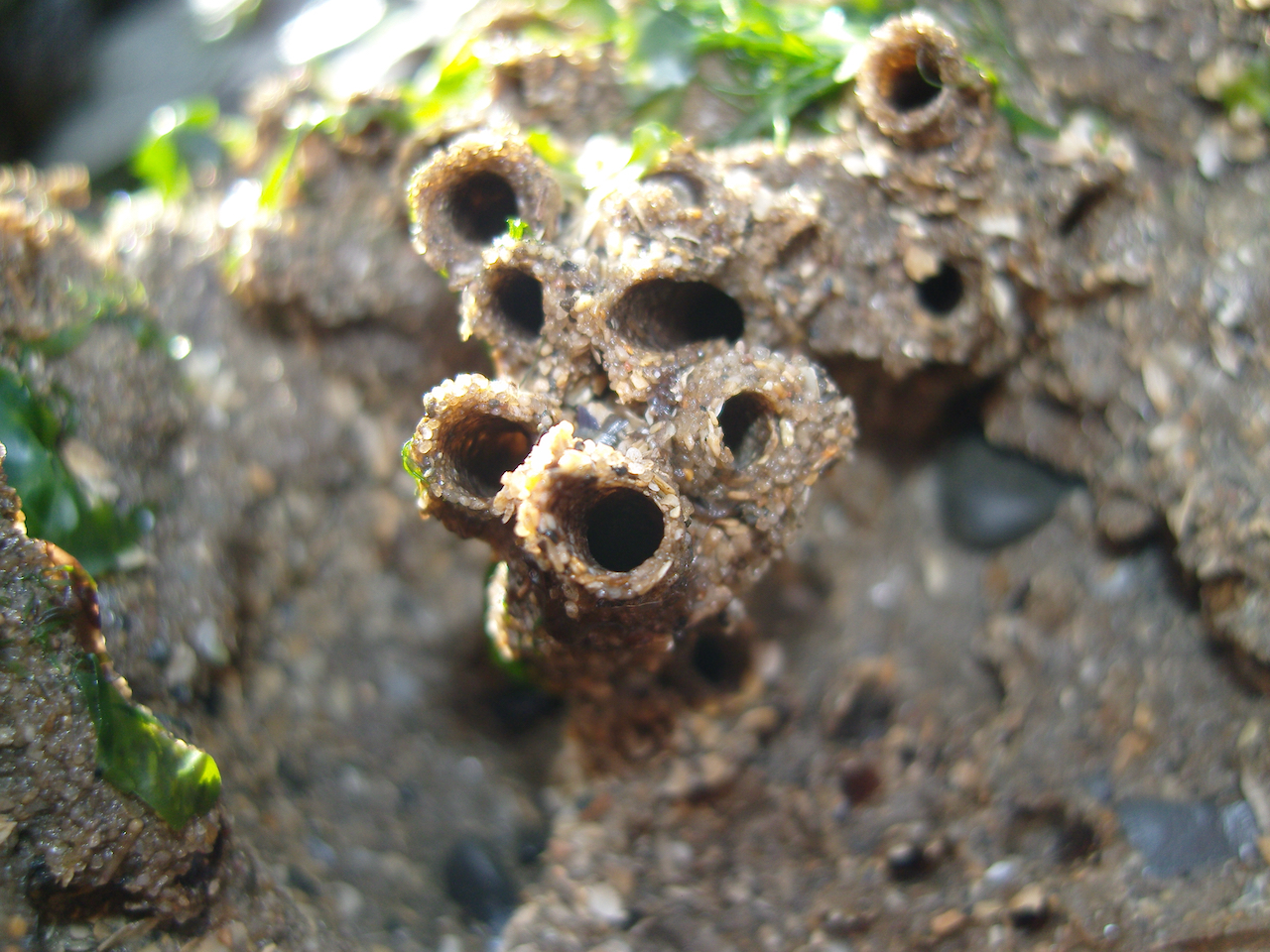 Specific niche requirements underpin multidecadal range edge stability, but may introduce barriers for climate change adaptation