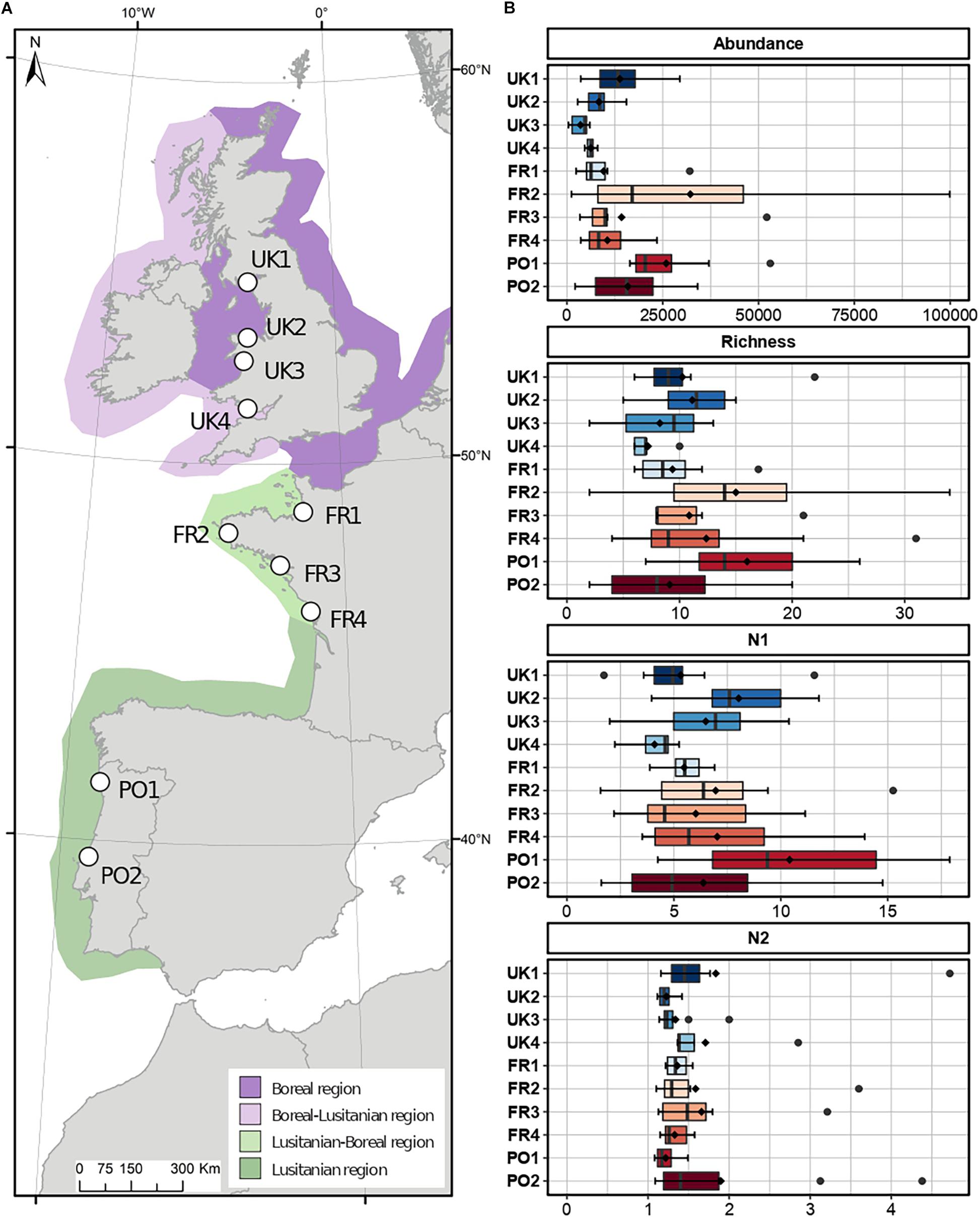 Musical Chairs on Temperate Reefs: Species Turnover and Replacement Within Functional Groups Explain Regional Diversity Variation in Assemblages Associated With Honeycomb Worms