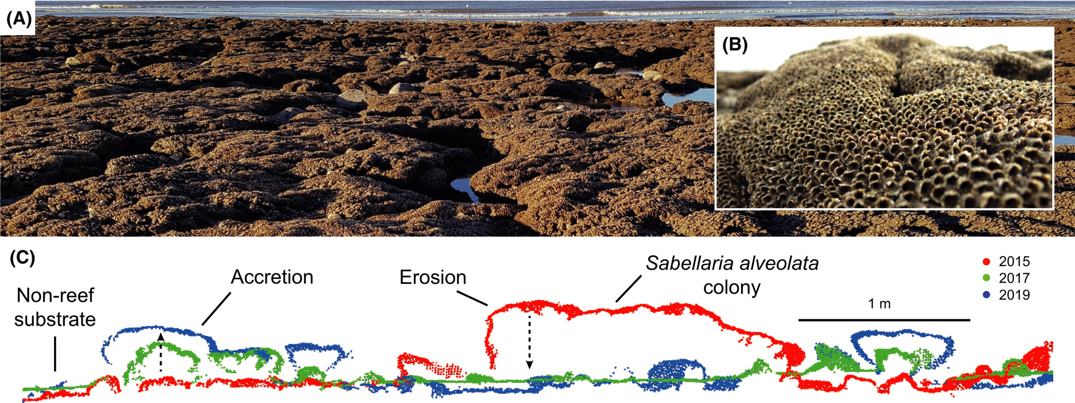 Three‐dimensional mapping reveals scale‐dependent dynamics in biogenic reef habitat structure