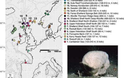 Long distance dispersal and oceanographic fronts shape the connectivity of the keystone sponge Phakellia ventilabrum in the deep northeast Atlantic