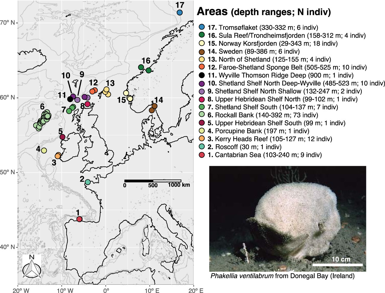 Long distance dispersal and oceanographic fronts shape the connectivity of the keystone sponge Phakellia ventilabrum in the deep northeast Atlantic