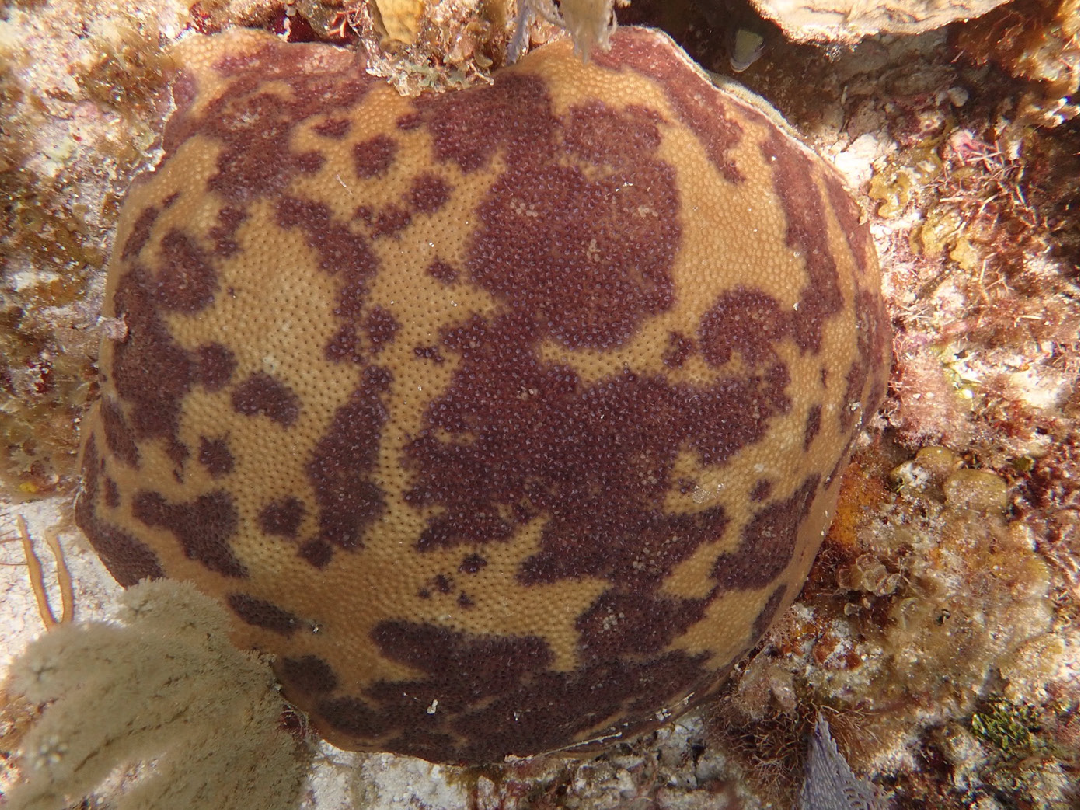 Host density and anthropogenic stress are drivers of variability in dark spot disease in Siderastrea siderea across the Florida Reef Tract