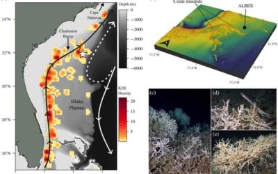 Gulf Stream intrusion and deep current upwelling drive dynamic patterns of temperature and food supply within cold-water coral reefs