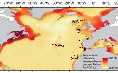 Present and future distribution of the deep-sea habitat-forming sponge – Pheronema carpenteri (Thomson, 1869) in a changing ocean