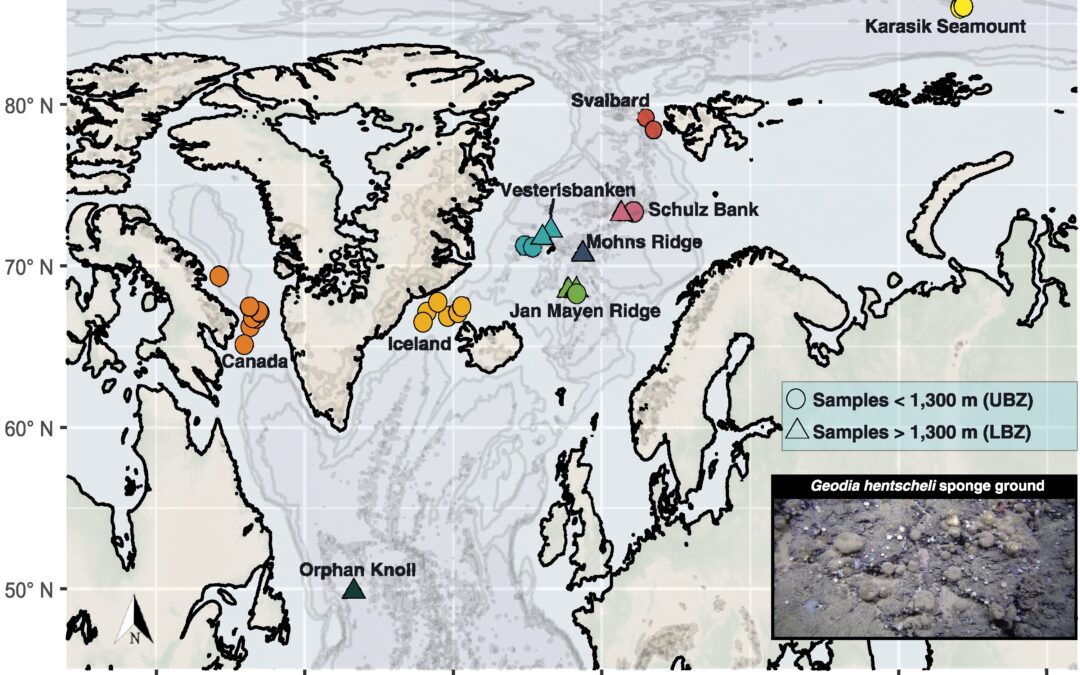 Connectivity and adaptation patterns of the deep-sea ground-forming sponge Geodia hentscheli across its entire distribution