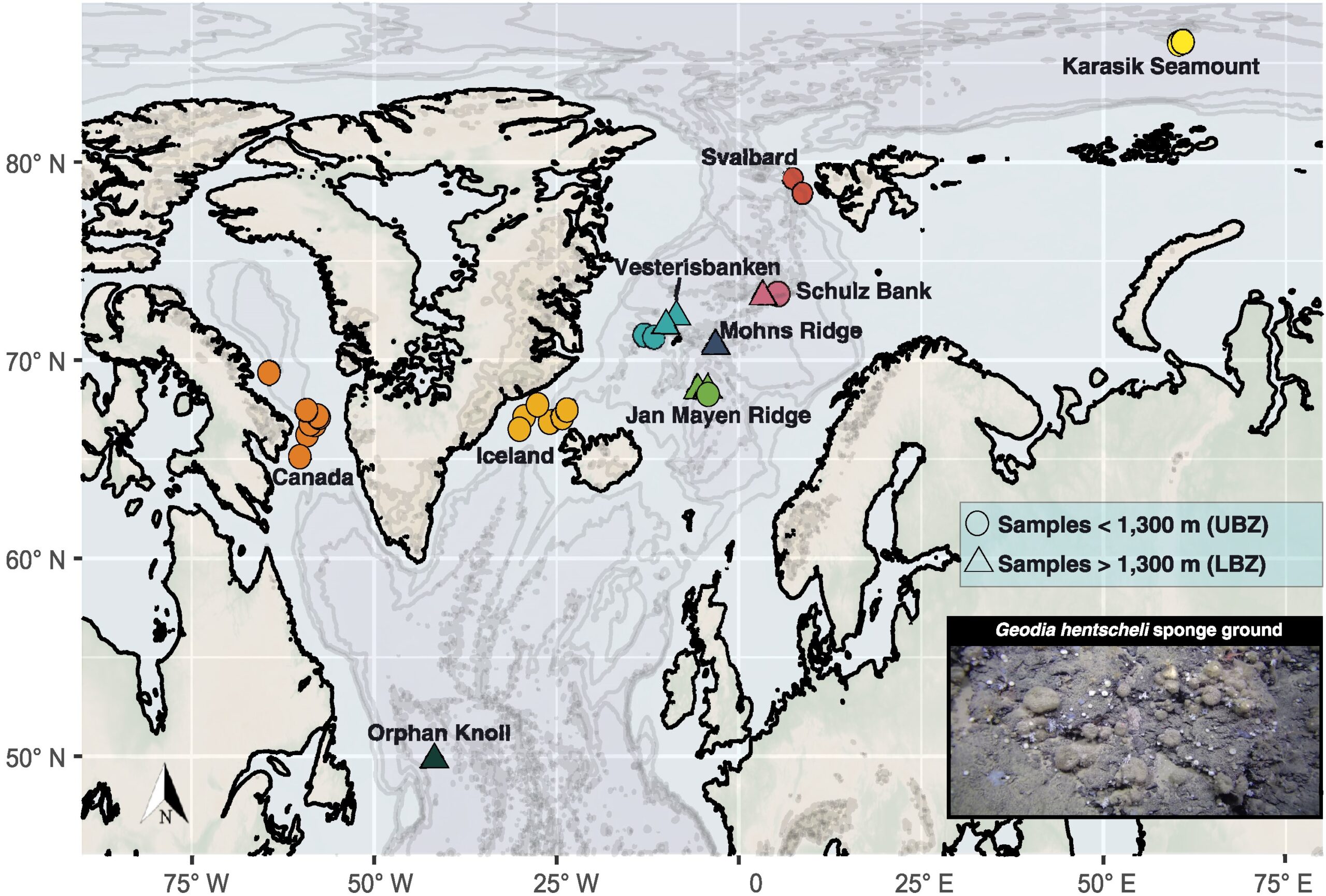 Connectivity and adaptation patterns of the deep-sea ground-forming sponge Geodia hentscheli across its entire distribution