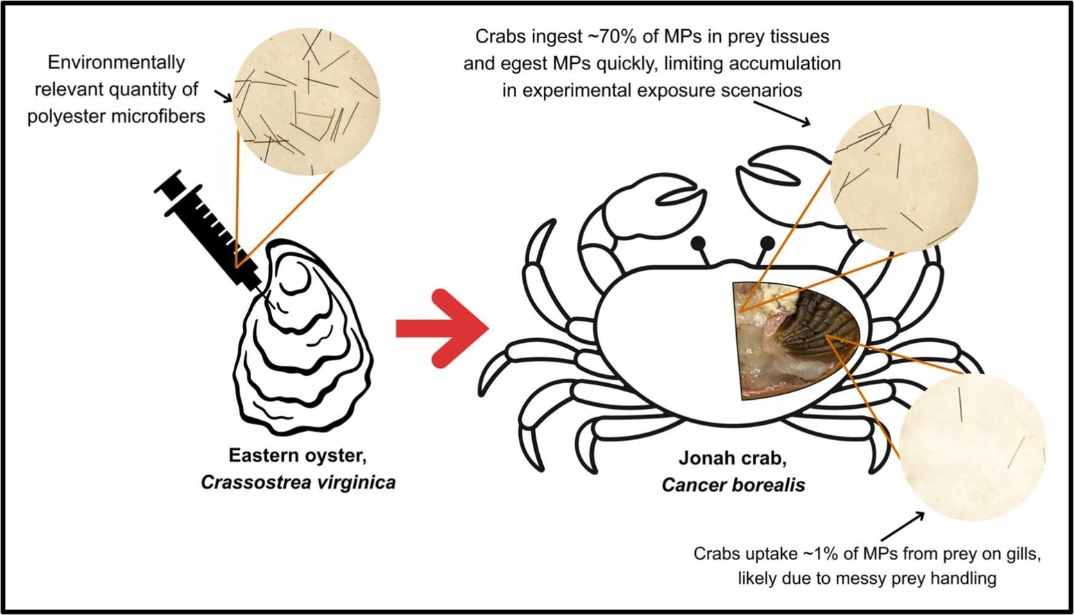 Novel microplastic dosing approach of shellfish prey reveals highly efficient egestion rates by predatory crabs under environmentally realistic feeding scenarios
